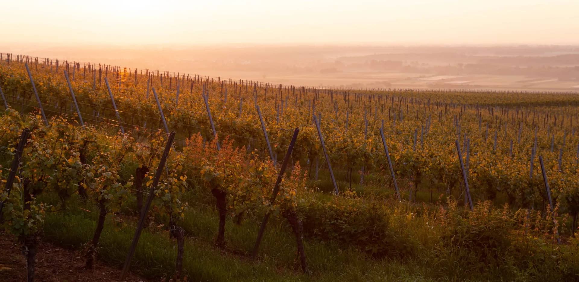 Rows of grapevines at golden hour in a Minnesota vineyard and wine country